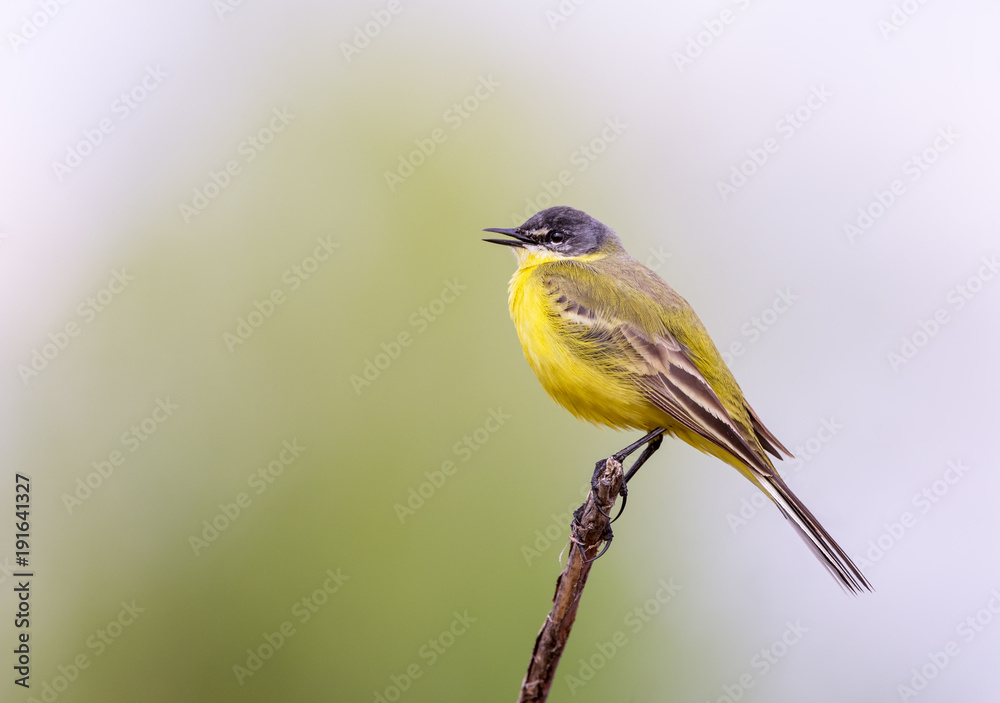 Fototapeta premium Yellow wagtail