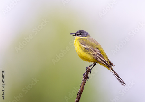 Yellow wagtail