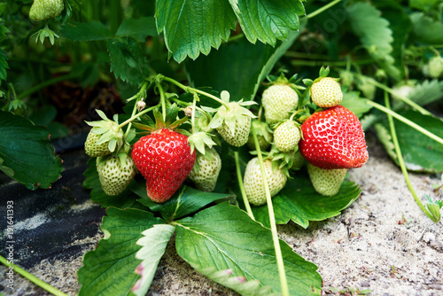 Closeup of fresh organic strawberry on bush with green leaves growing in the garden  copy space. Organic strawberries. Natural background. Agriculture  healthy food concept