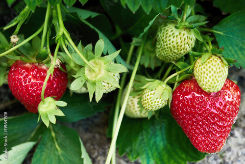 Closeup of fresh organic strawberry on bush with green leaves growing in the garden, copy space. Organic strawberries. Natural background. Agriculture, healthy food concept