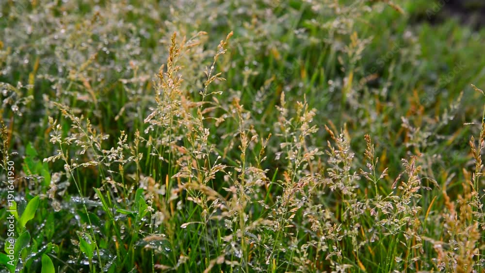 Wild grass in droplets of water after rain in summer Wild grass in droplets of water after rain in summer