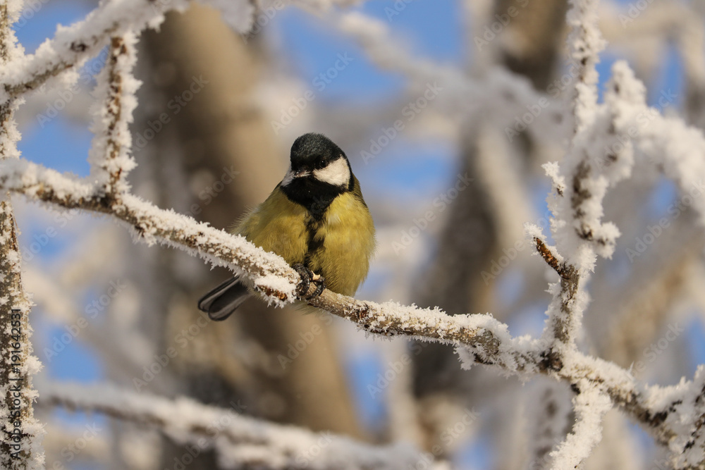 Naklejka premium Titmouse sits on a tree branch in winter.