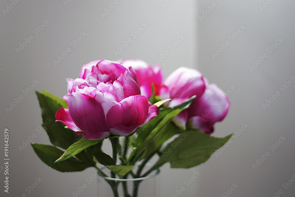 Obraz premium Beautiful Pink Flowers