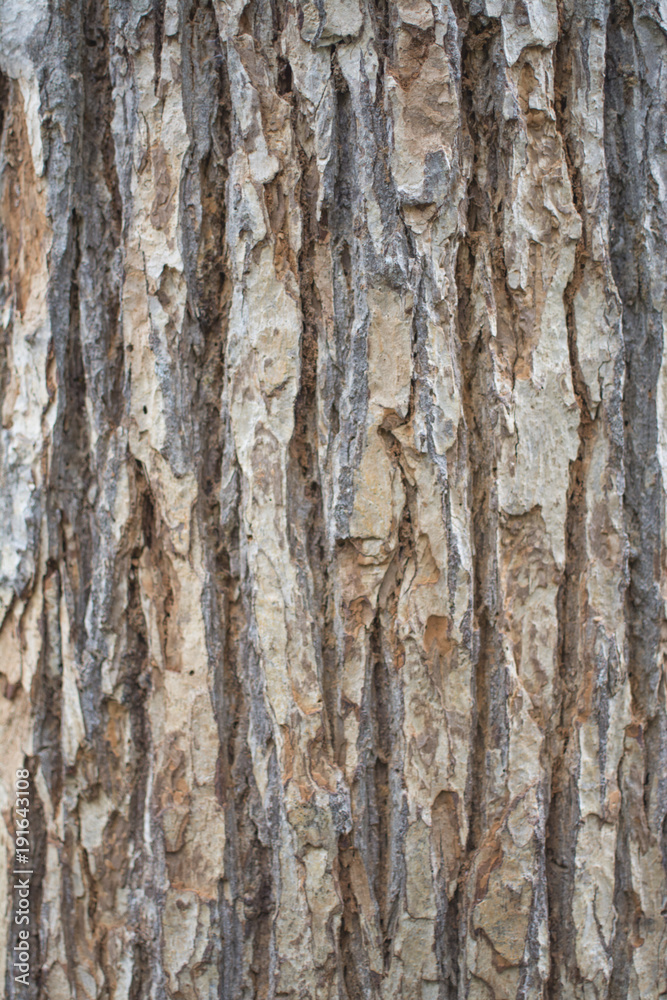 tree bark texture tree bark texture