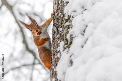 squirrel on a tree with hazelnut in its mouth in winter Park © Mariia Petrakova