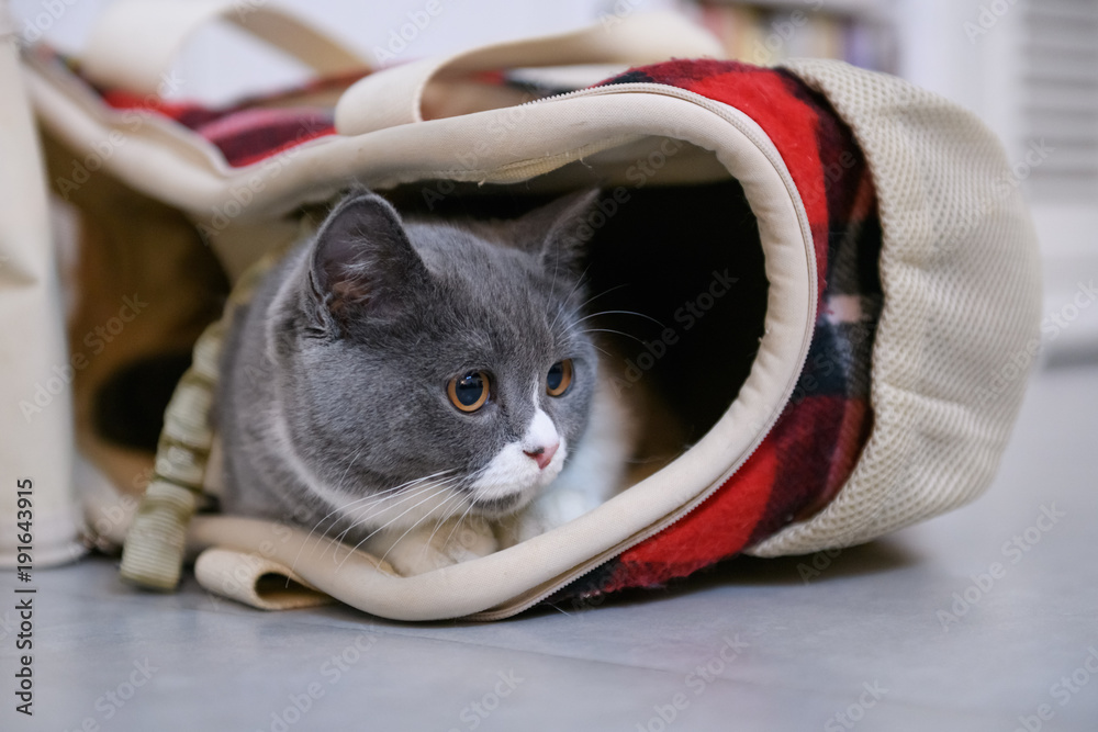 Naklejka premium grey cat hiding in a bag
