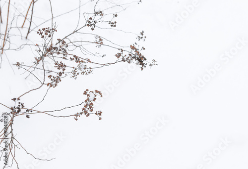 beautiful branches of the Bush in winter flowers grass background