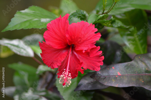 Borneo Sabah Flora