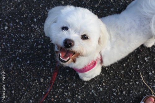 dog