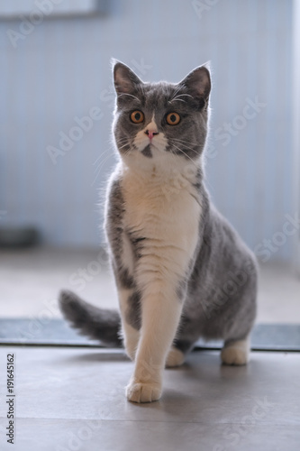 Grey cat, shot indoors