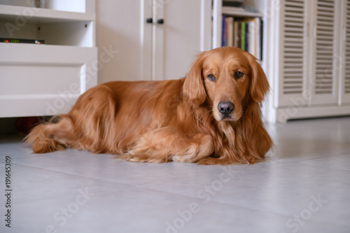 Golden Retriever to lie on the ground © chendongshan