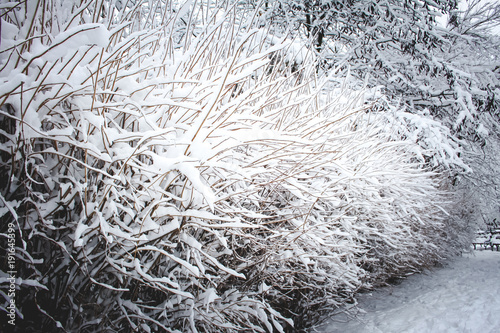 Snowy bushes