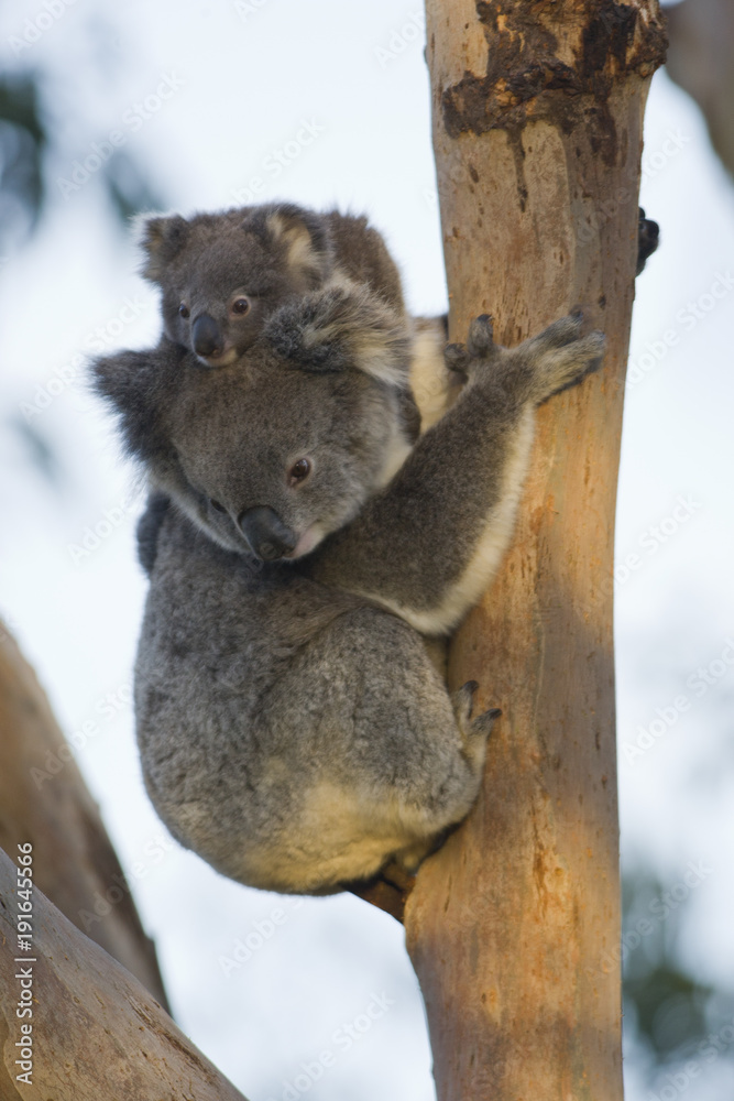 Naklejka premium koala