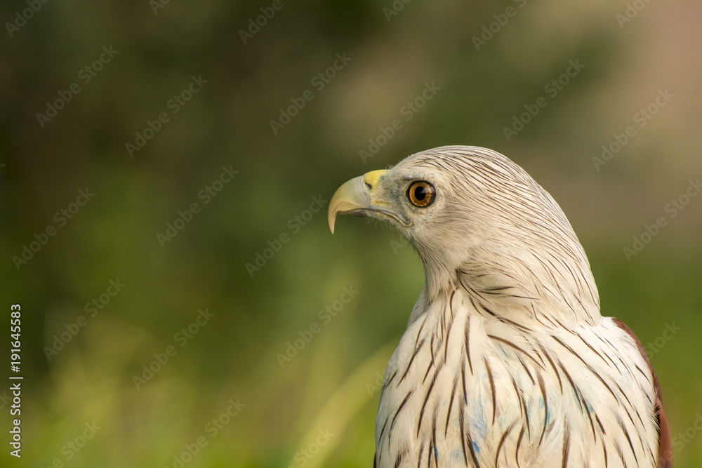 Side profile of Brahminy kite Side profile of Brahminy kite
