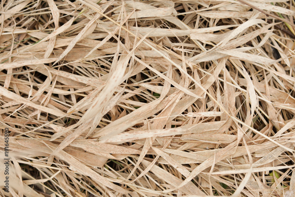 background hay dry grass oats rye background hay dry grass oats rye