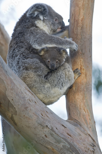 Canvas Print koala