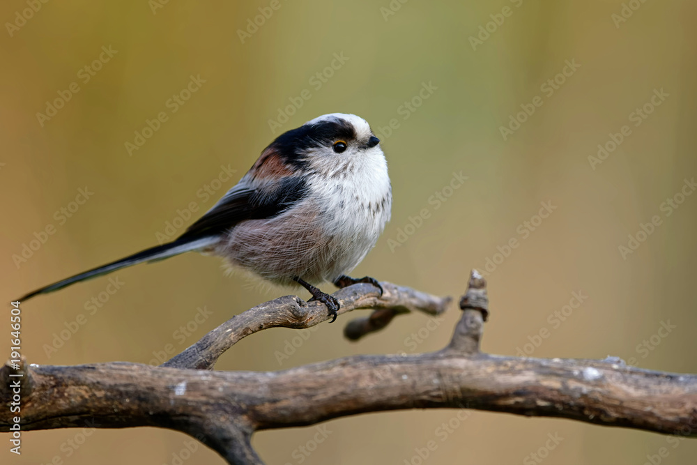 Fototapeta premium Schwanzmeise