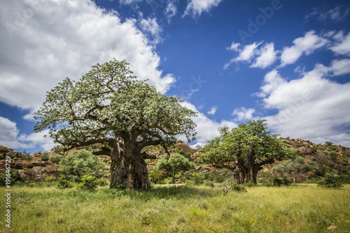 Baobab tree in Mapungubwe National park, South Africa