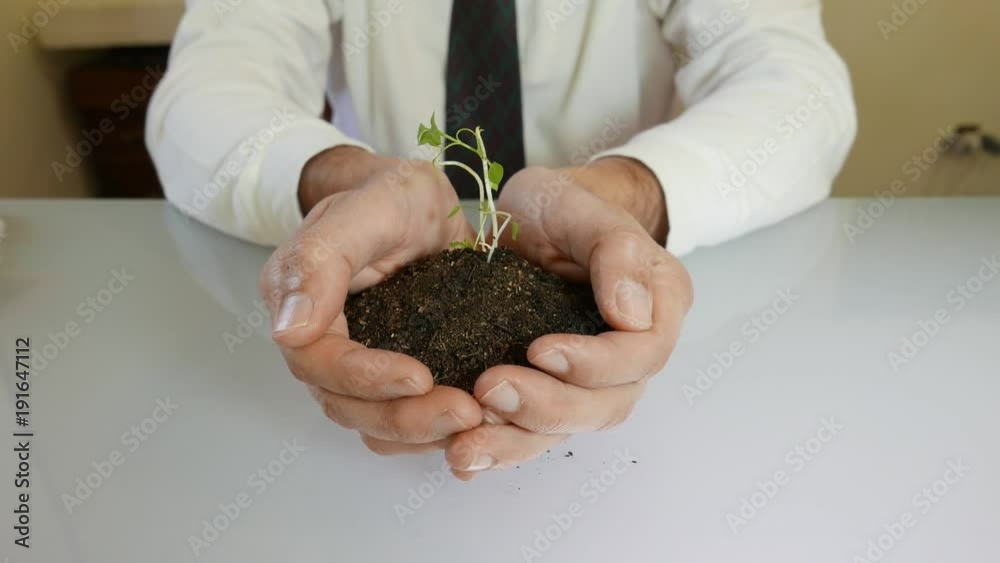 young sprout in man hands, growing concept young sprout in man hands, growing concept
