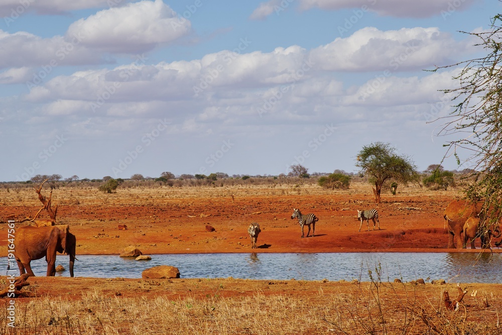 Obraz premium Elefanten und Zebras am Wasserloch des Tsavo Ost Kenia