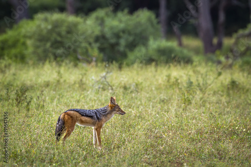 Fototapeta Naklejka Na Ścianę i Meble -  Black backed jackal in Mapungubwe National park, South Africa