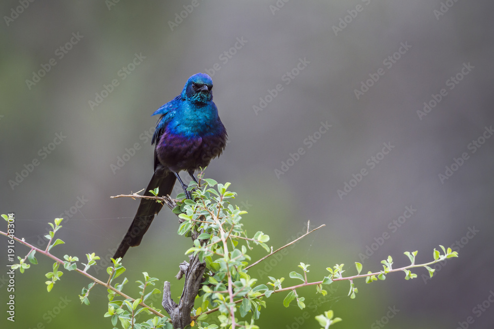 Obraz premium Meves's Glossy Starling in Mapungubwe National park, South Africa