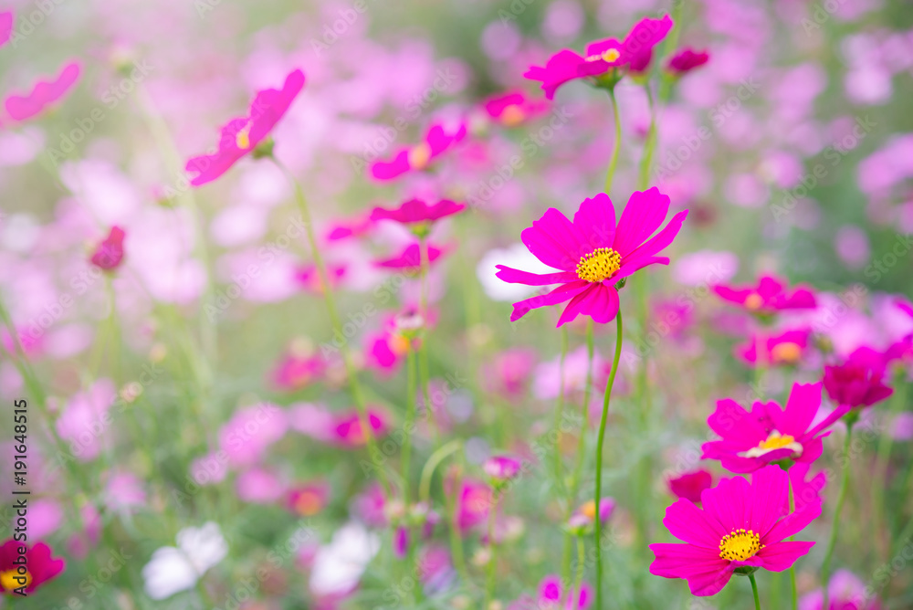 Pink and white cosmos flowers garden.