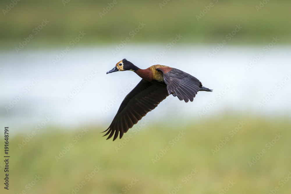 White faced Whistling-Duck in Mapungubwe National park, South Africa White faced Whistling-Duck in Mapungubwe National park, South Africa