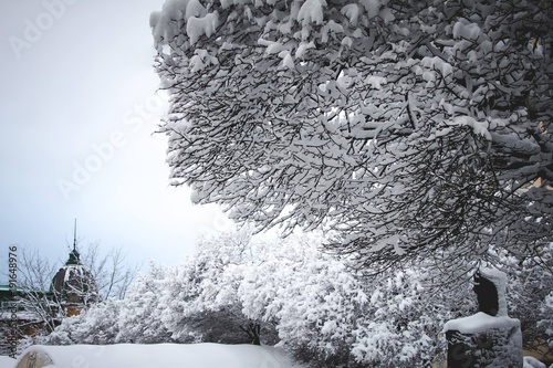 Under the snowy tree
