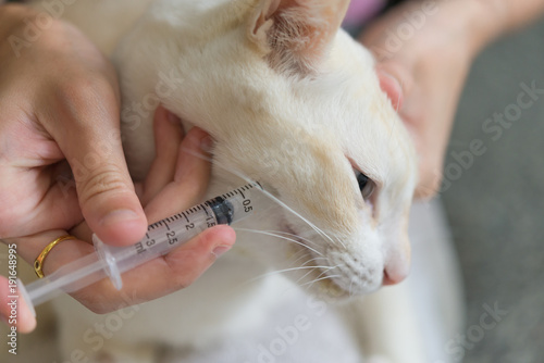 Fototapeta Naklejka Na Ścianę i Meble -  Women giving a drug to a cat.Vet feeding kitten with a syringe,healing the sick cat.