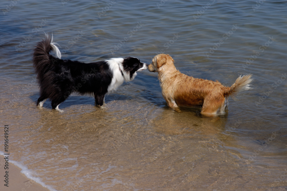 Border Collie und Golden Retriever Border Collie und Golden Retriever