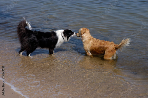 Border Collie und Golden Retriever