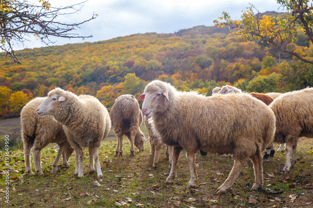 The Sheep on a farm outdoor, flock of sheep The Sheep on a farm outdoor, flock of sheep