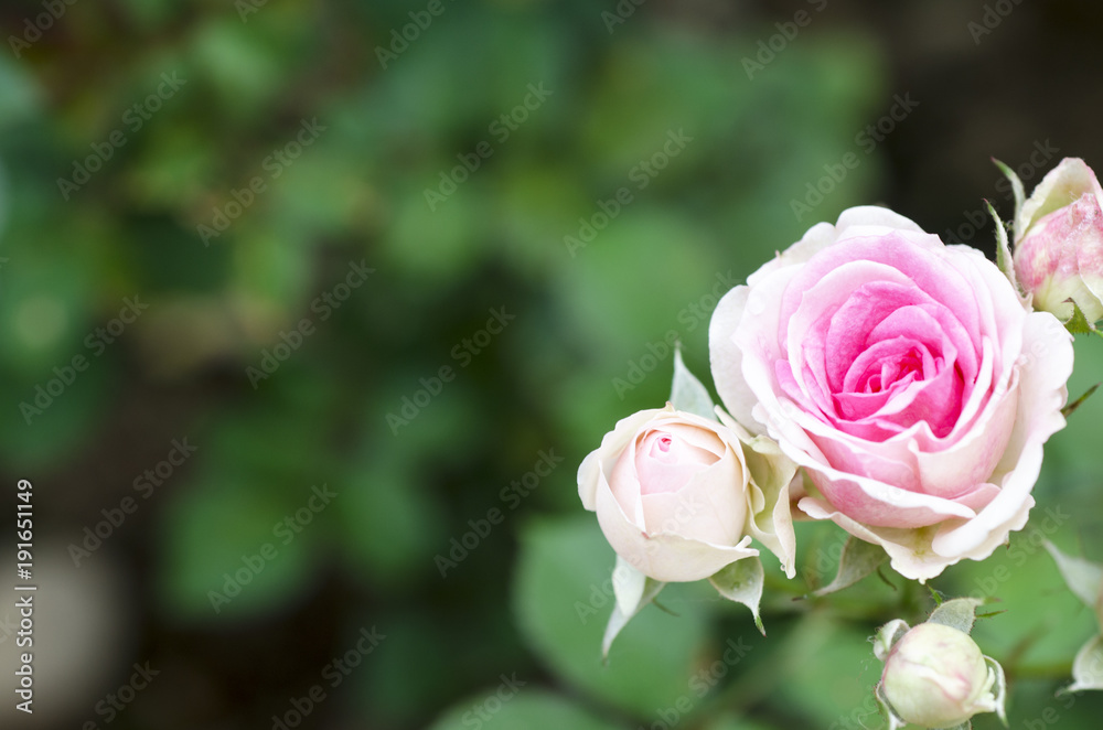 Pink roses on Valentine's Day