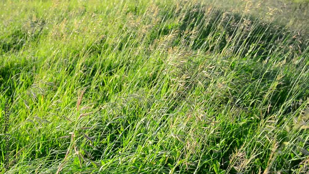 wild grass waving in strong wind in summer wild grass waving in strong wind in summer