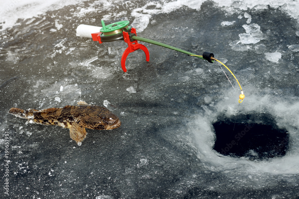 Naklejka premium winter fishing, fishing rod and fish, close up