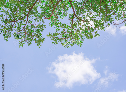 Branch of big tree and beautiful sky and white cloud.