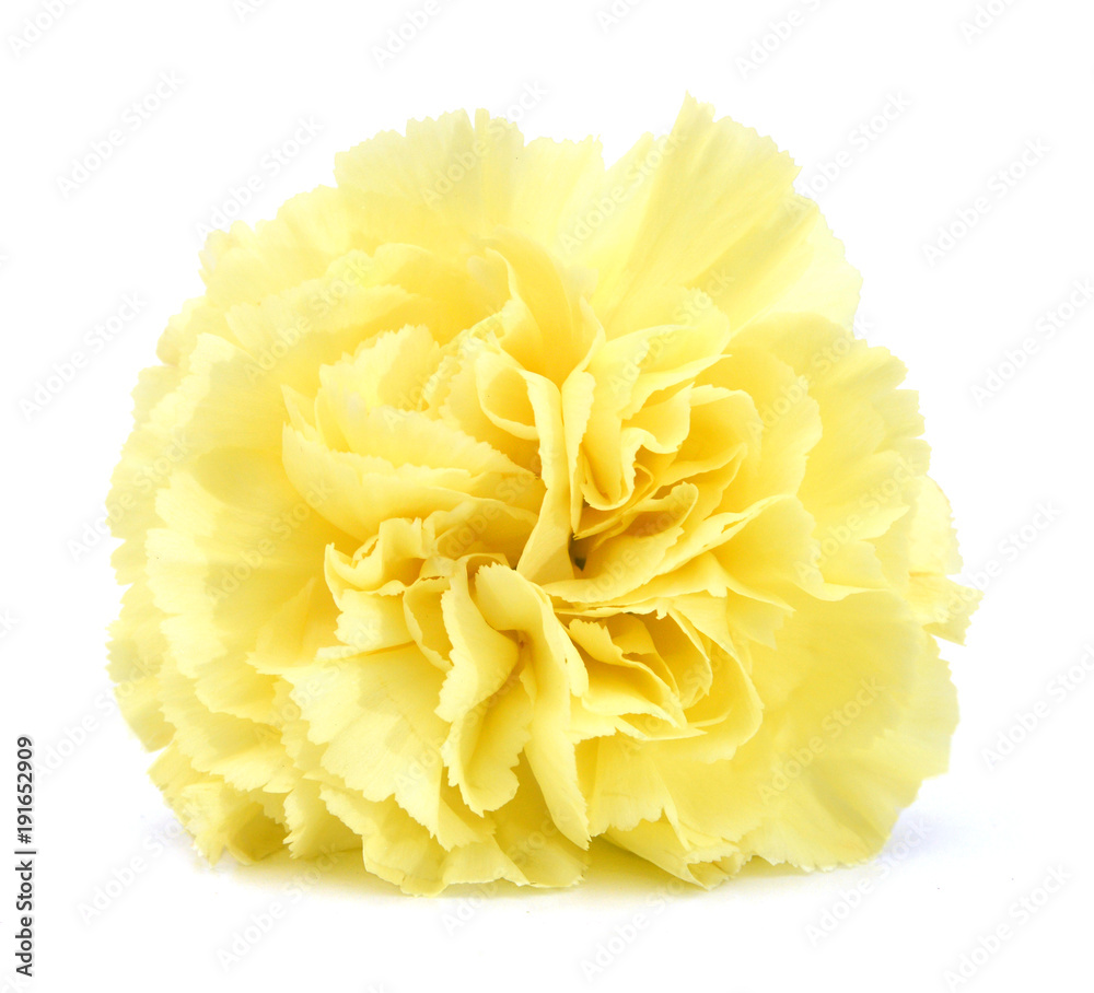 Yellow carnation isolated on white background Yellow carnation isolated on white background