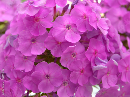 Pink flower in the garden