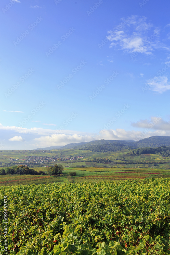 Rhine valley vineyards germany