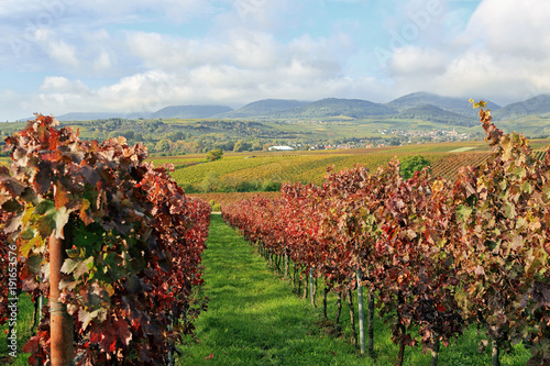 Vineyards palatine rhine valley germany
