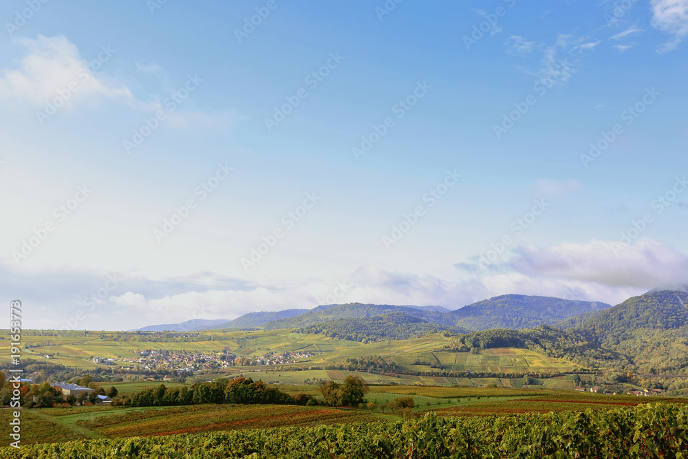 Naklejka premium Rhine valley vineyards germany