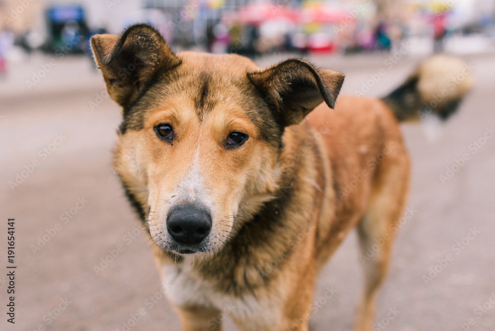 Portrait of a dog on the street Portrait of a dog on the street