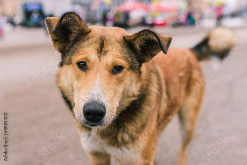 Portrait of a dog on the street