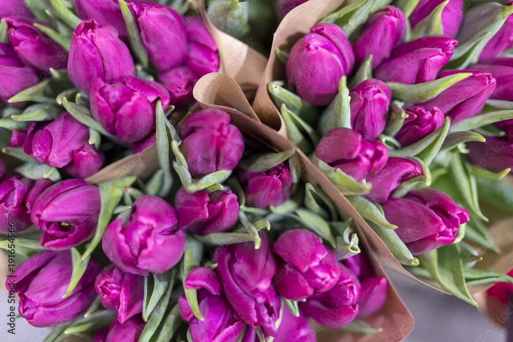 Fototapeta premium viele lila Tulpen