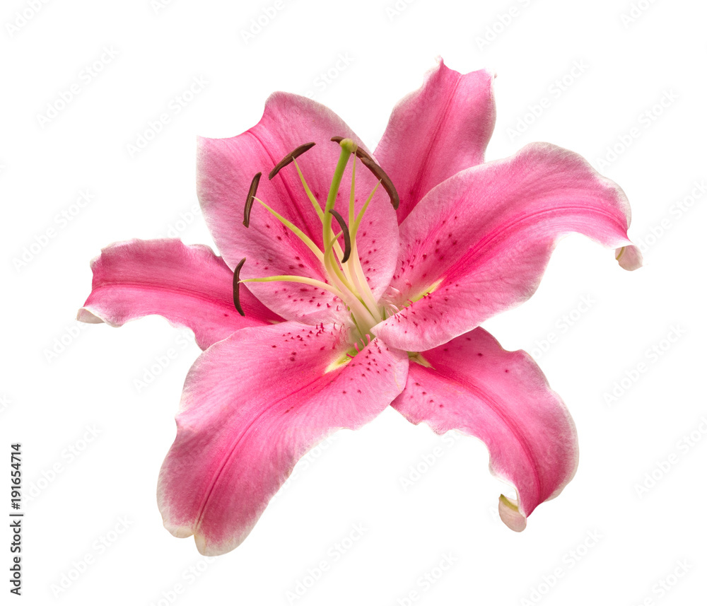 Pink lily flower isolated on white background, clipping path included