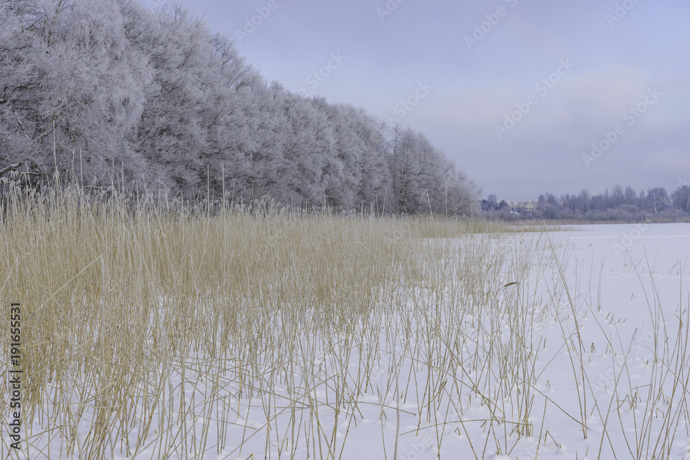 custom made wallpaper toronto digitalBeautiful Winter forest