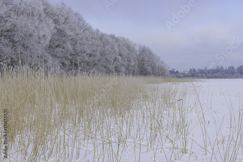 Wallpaper Mural Beautiful Winter forest Torontodigital.ca