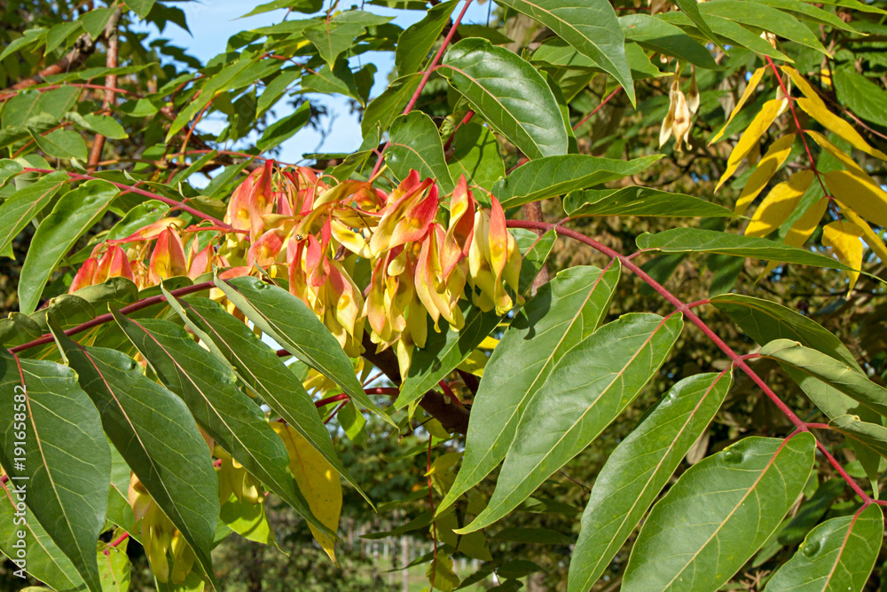 Obraz premium Ailanthus altissima Laub und Früchte