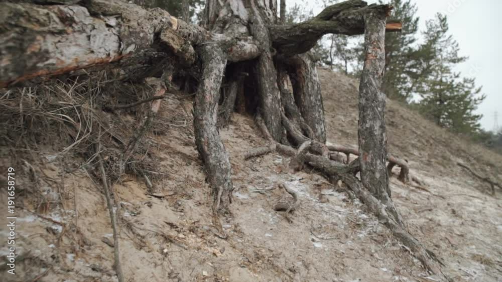 Moving shot of tree roots in a forest Moving shot of tree roots in a forest